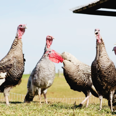 육계 조류독감 관련주 대장주 테마주 TOP5