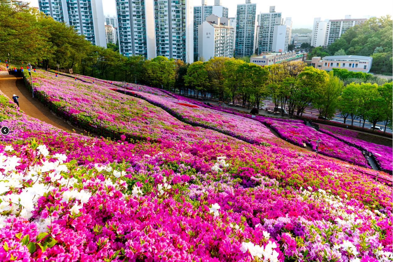 철쭉동산