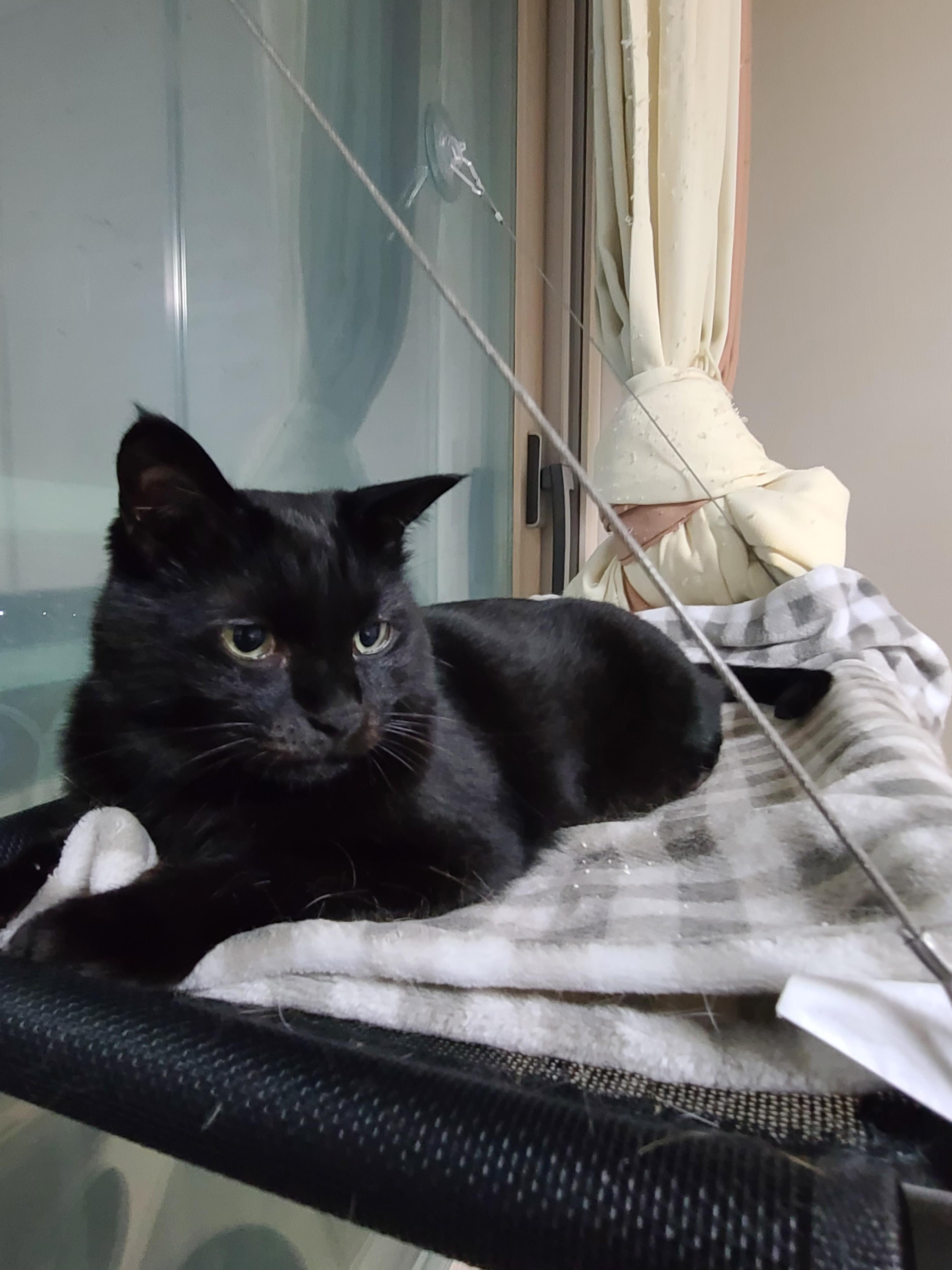 집사의 포커페이스의 중요성(feat. 창밖보는 멋쟁이 건이)