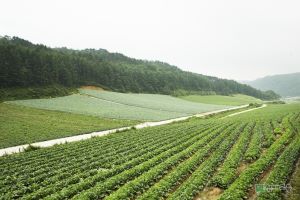 산지 농업 사진