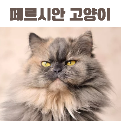 페르시안 고양이