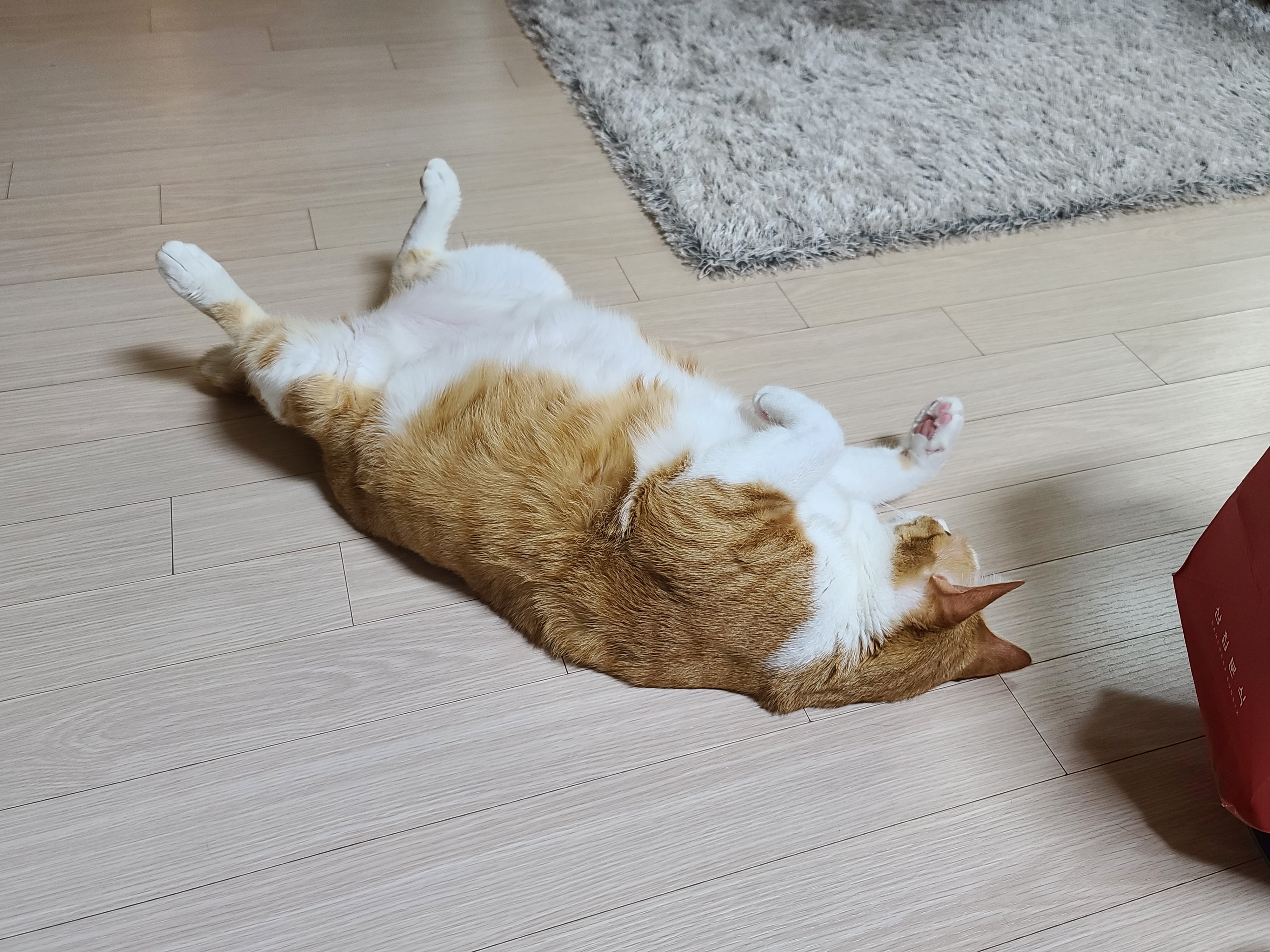 또다시 돌아온 고양이들 화장실모래전체갈이!(feat.미우타임즈와 써유)