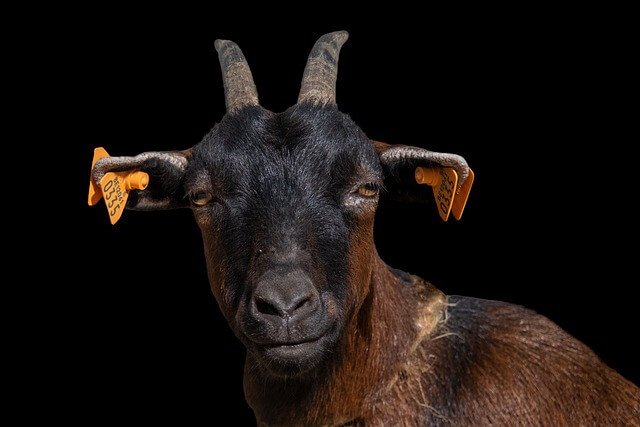 흑염소 진액 부작용