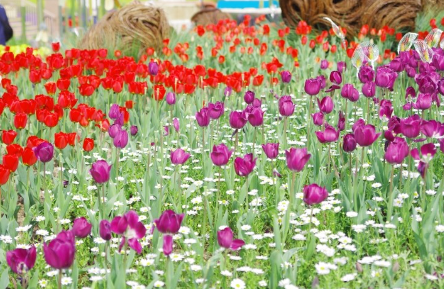 에버랜드 튤립축제 꽃길