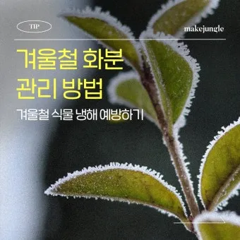 화분 겨울철 관리 난방건조 습도유지 물주기간격 조절 식물등보조_7