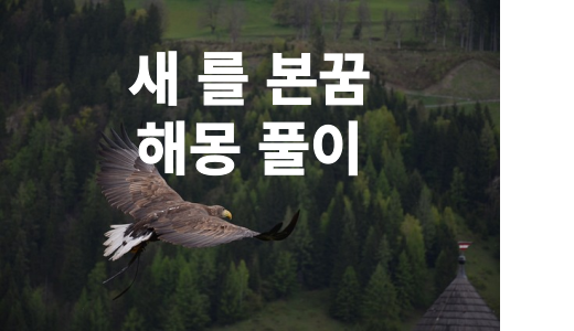 새 꿈 해몽을 해보면 흉몽인 경우가 많으니 확인 해보세요.( 새를 쏘는, 날아가 버린, 잡는, 부화하는 새알, 알 껍질, 무리 지어, 둥지가 보인, 새장이 비어 있는 꿈 해몽 풀이 )