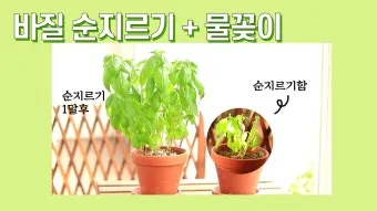 순지르기 기초 측지유도 키작게유지 공간효율 관리 팁_6