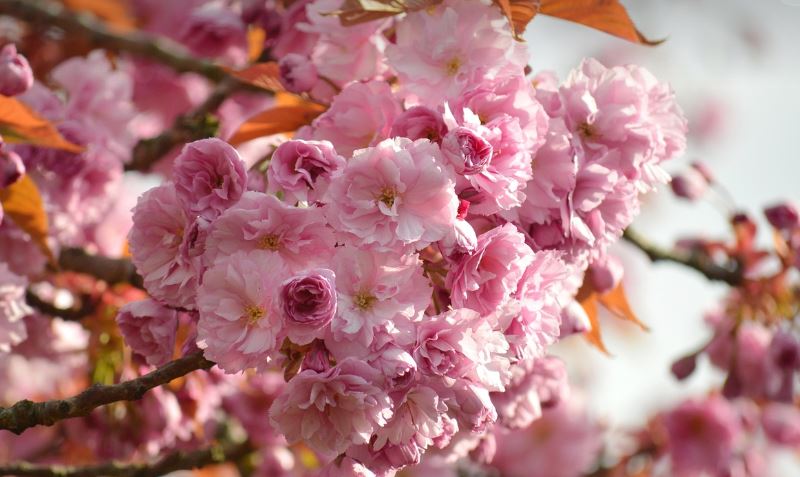일본 벚꽃놀이 경비 절감법 (교통&middot;숙박&middot;맛집 최저가 추천)