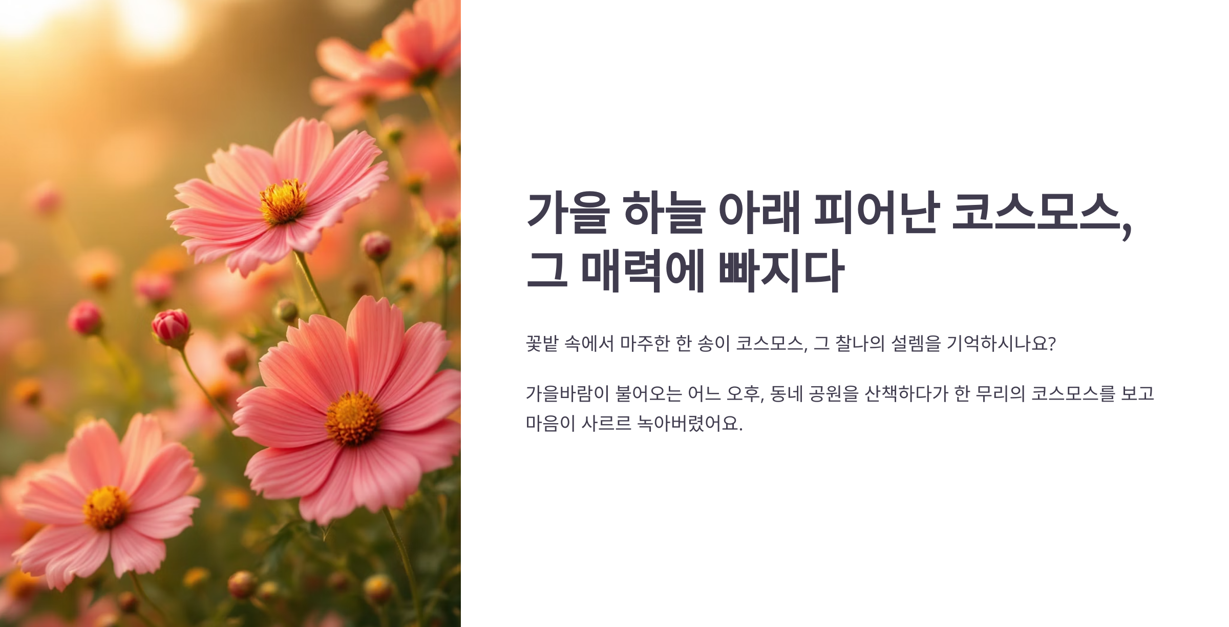 코스모스