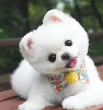 강아지 고개 갸우뚱 이유 의미 뜻_2