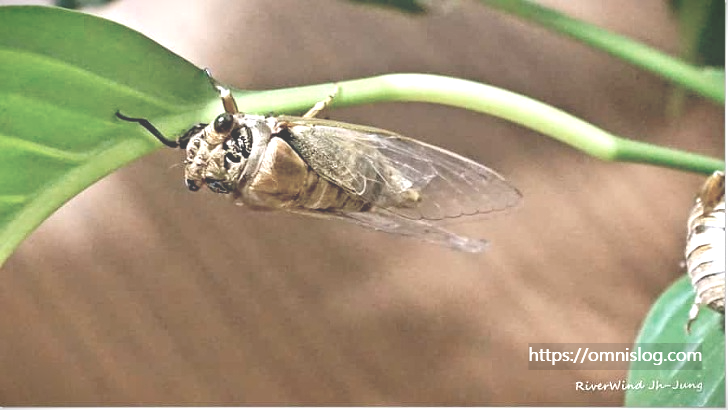 풀잎을 타고 기어가는 매미