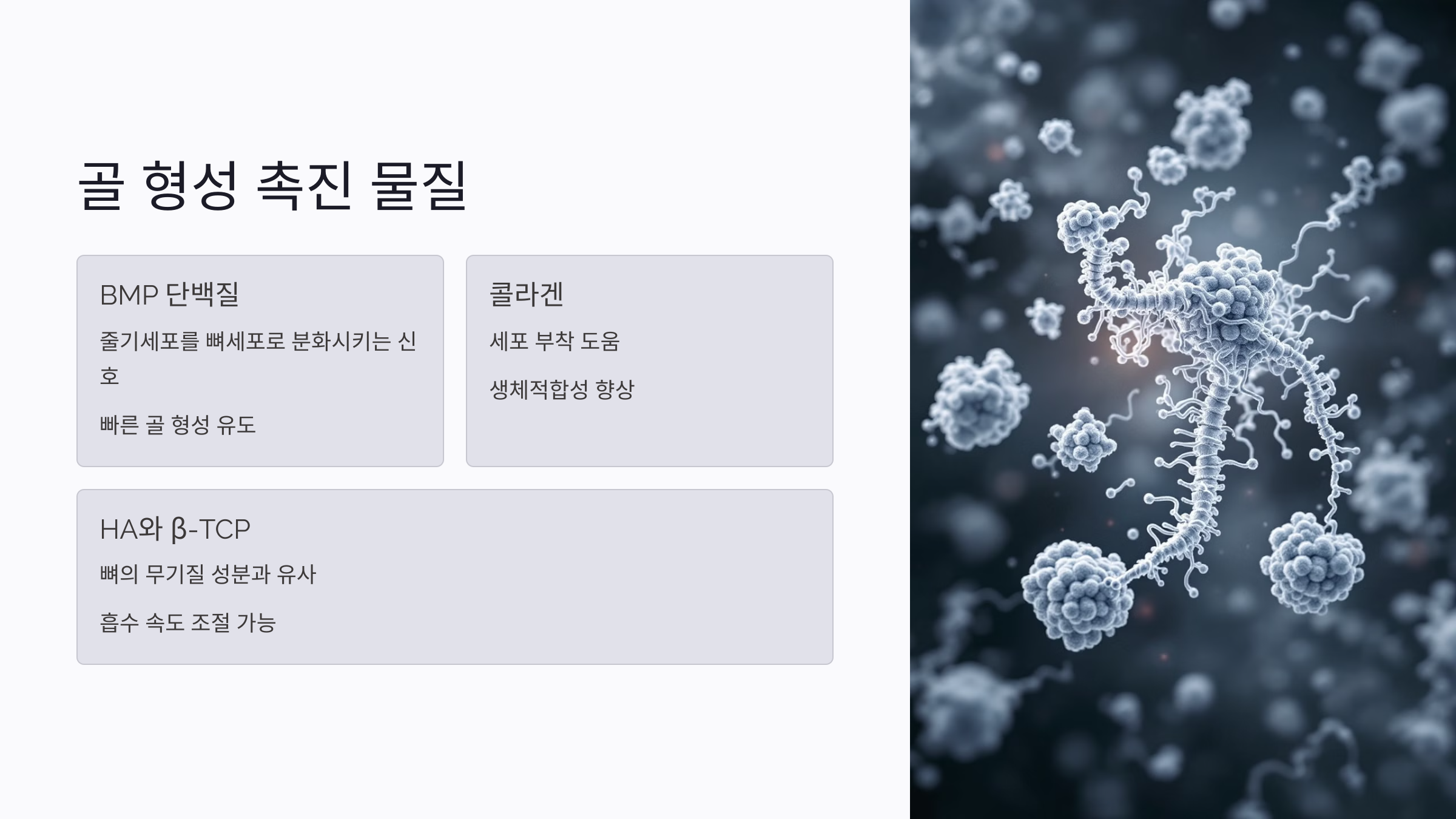 치과 인공뼈 이식 후 세포 반응과 재생 과정