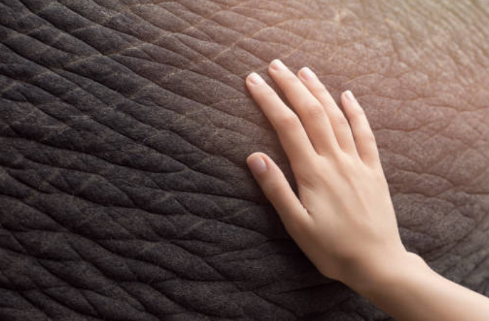 코끼리를 쓰다듬는 꿈