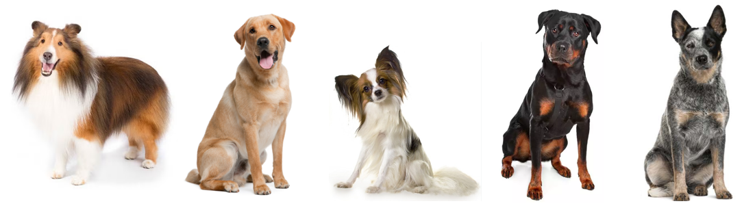 Best 견종 6위~10위 이미지