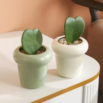 북유럽풍 인테리어 식물배치 톤맞추기 화분색감 관리 감성업_9