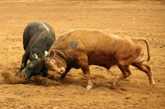 청도 소싸움경기장