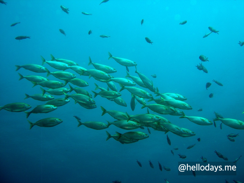 군영하는 물고기들