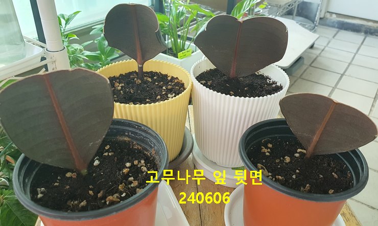 고무나무 잎 뒷면 240606