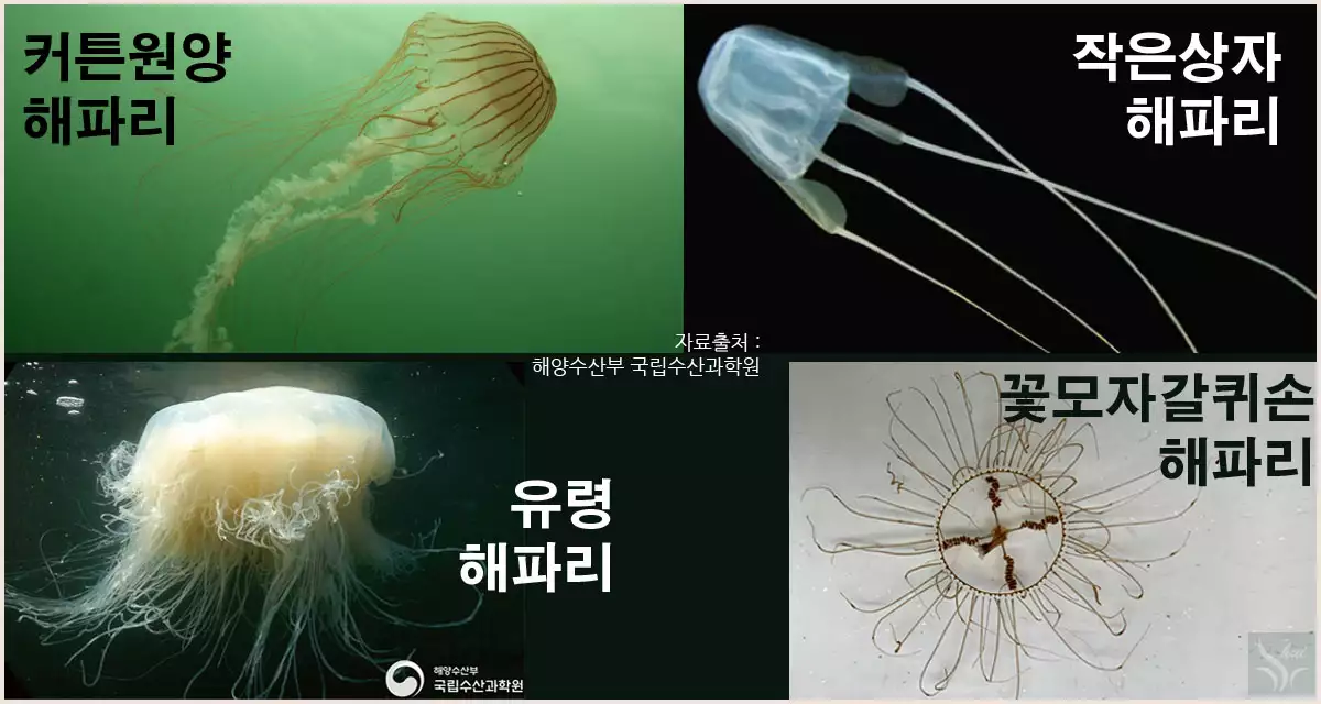 커튼원양해파리, 작은상자해파리, 유령해파리,꽃모자갈퀴손해파리