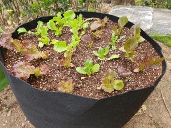 봄 텃밭 준비 토양 갈기 석회 퇴비 잡초 씨 제거_11