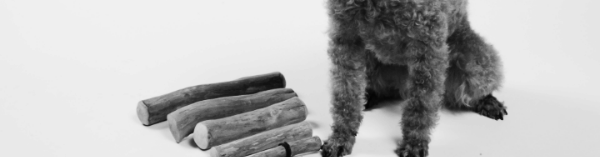 커피나무 강아지