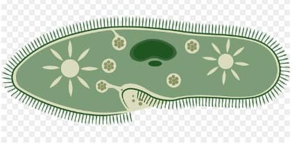 숨겨진 침입자, 피부 기생충