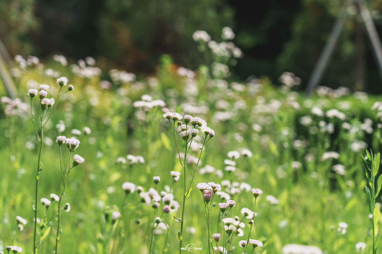 백만송이장미원