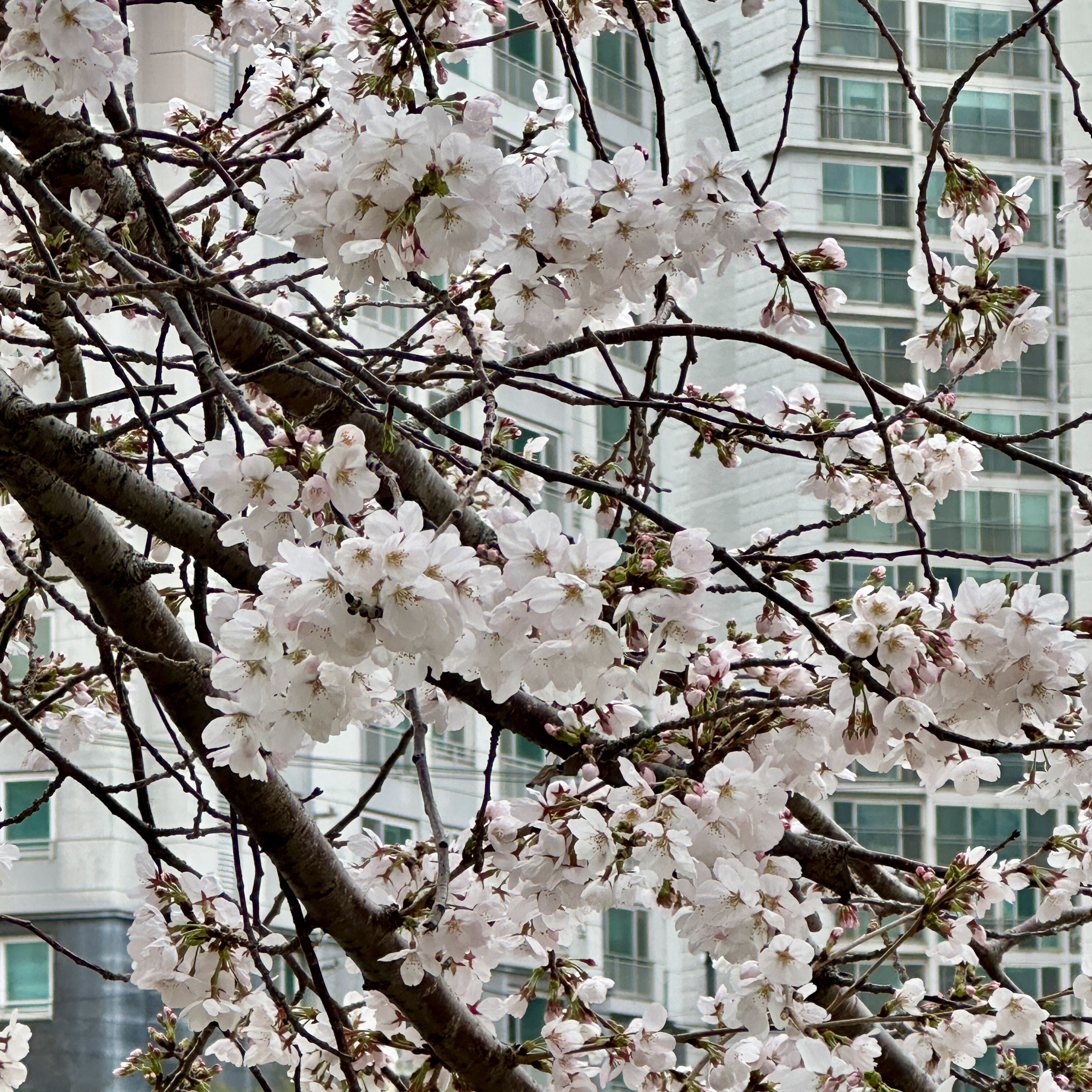 온천천시민공원_벚꽃실시간