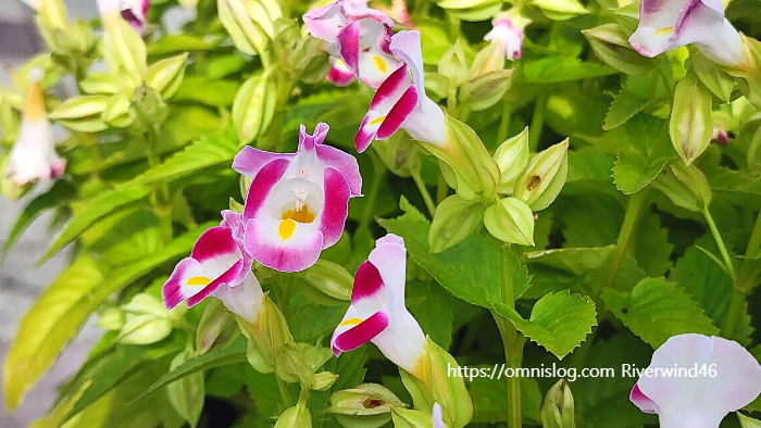 토레니아 푸르니에리(Torenia fournieri)위시본 플라워(Wishbone flower)