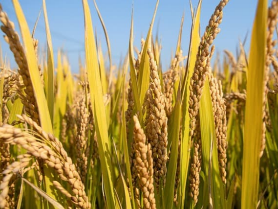 상황버섯 쌀 면역 균형