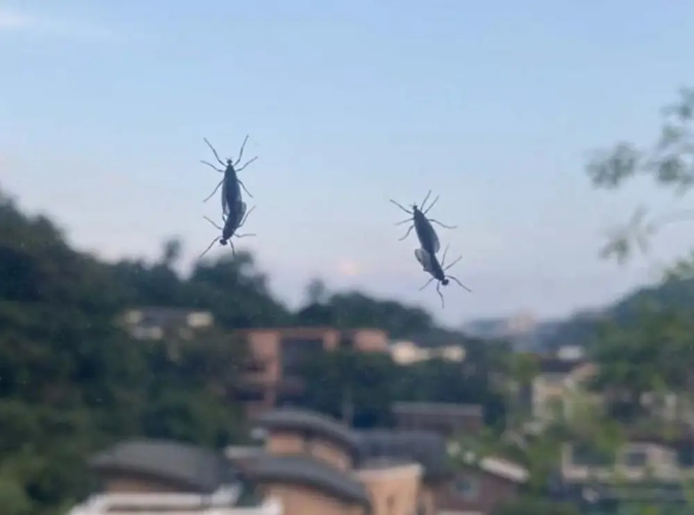 창문에 붙어있는 러브버그