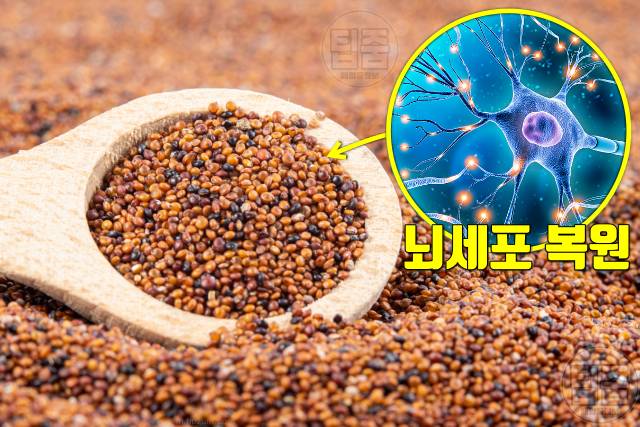 뇌졸중 회복 음식 뇌기능 회복 기간 단계 뇌졸중음식 퀴노아 완전단백질