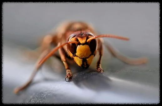 가을 산행에서 벌과 뱀 조심하는 법 - 안전한 산행을 위한 필수 가이