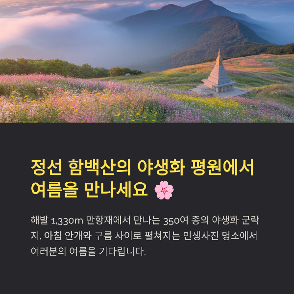 정선 함백산 야생화 축제, 일정, 볼거리, 프로그램, 관람팁