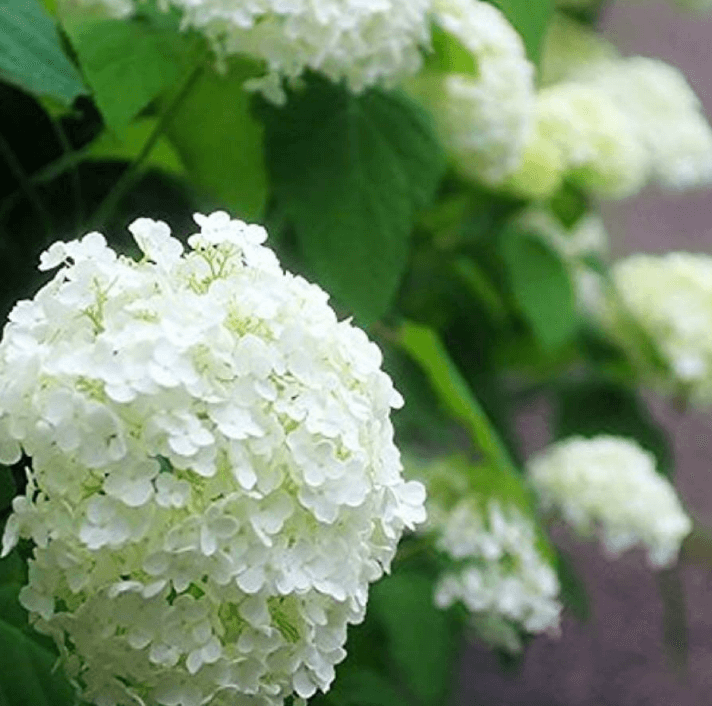 미국수국 개화시기 꽃말 물주기 키우는법 알아보기