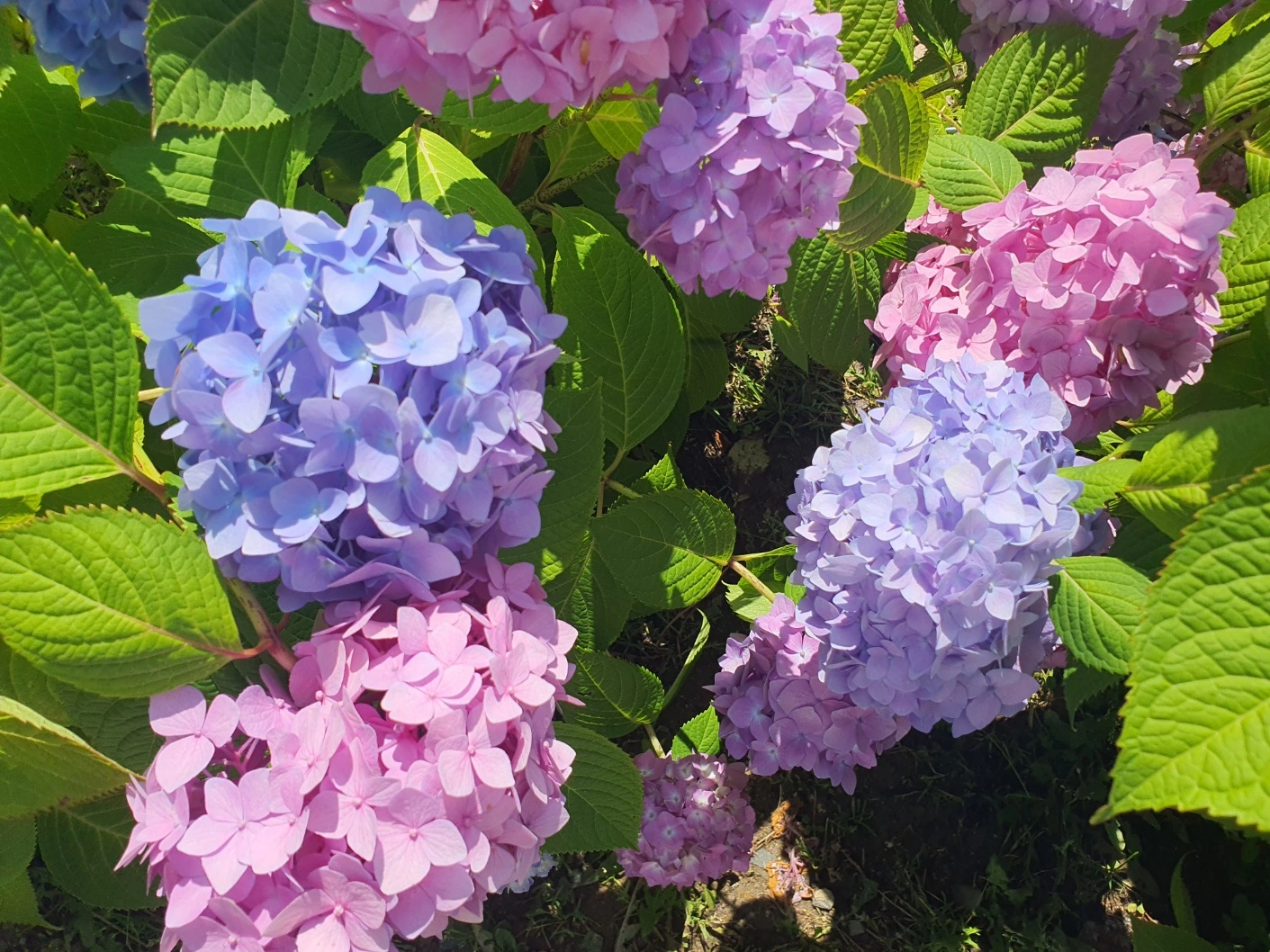 장생포 수국축제에서 여름을 만끽하다! 울산 고래문화마을 수국 명소 추천