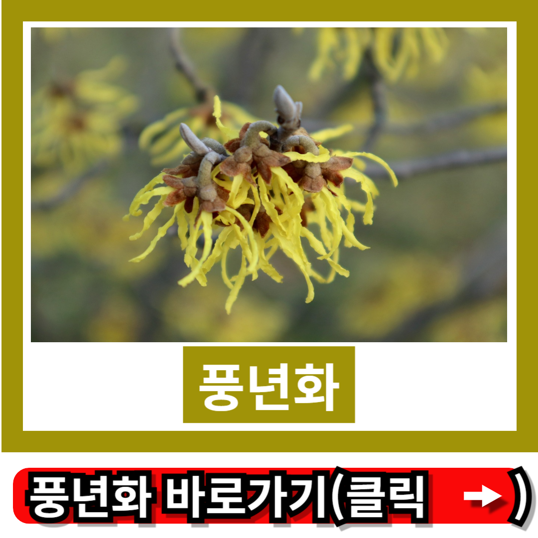 풍년화