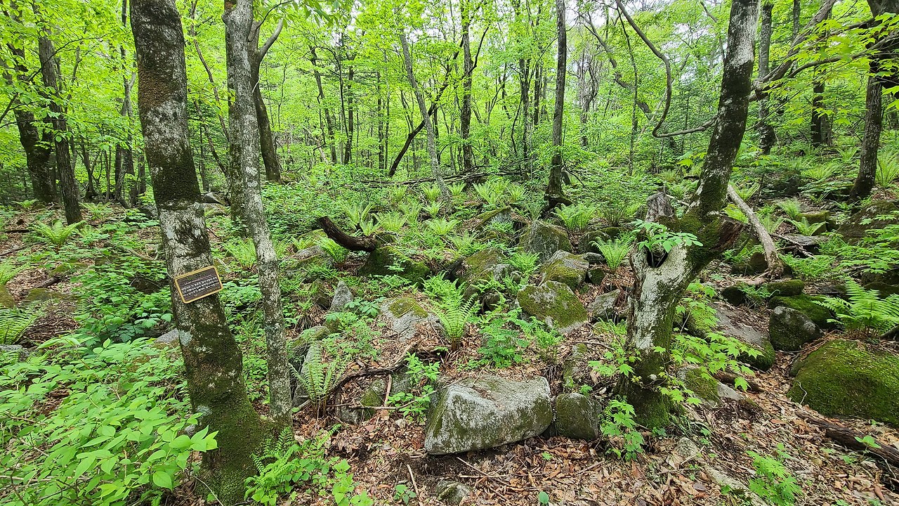 점봉산 등산코스 곰배령 탐방예약