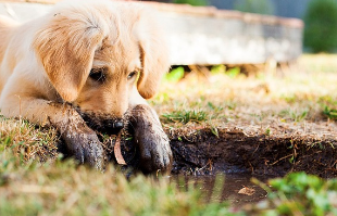 강아지가 삶은 순대나 간을 먹어도 될까? (배달 족발)
