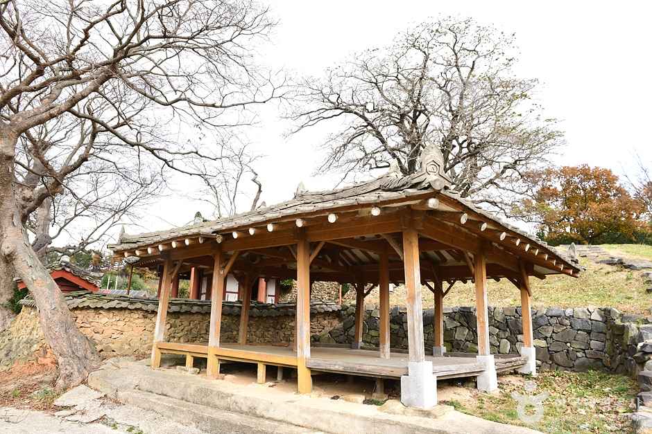 함평 양재리 이팝나무