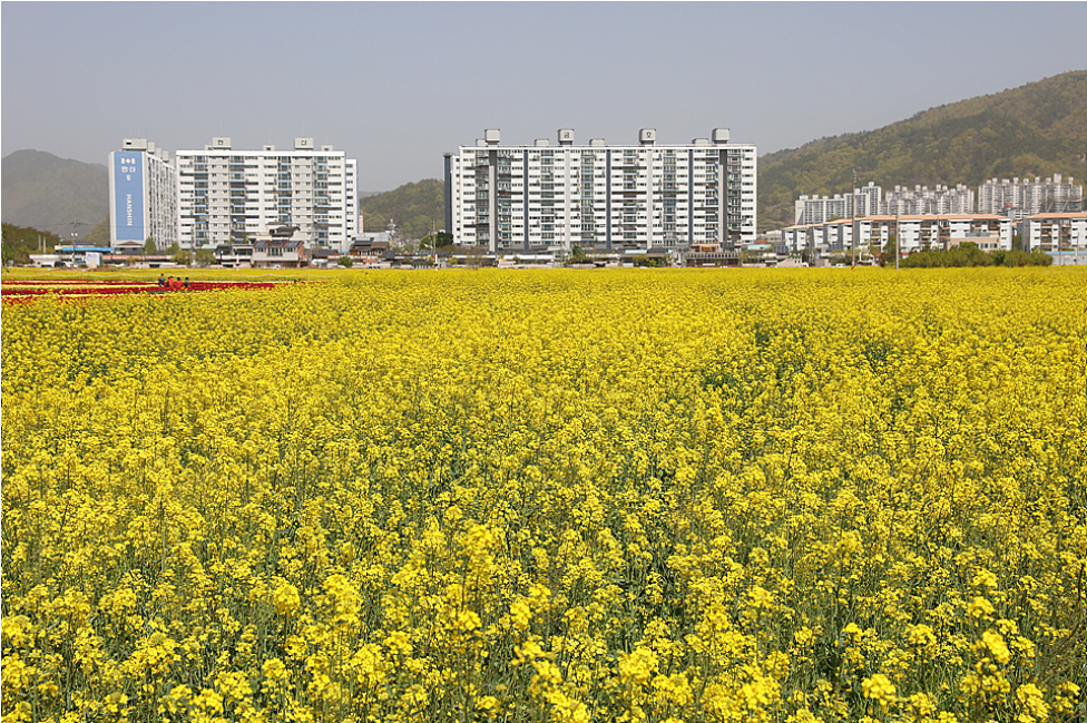 유채꽃 개화시기.유채꽃 명소.2023년안내