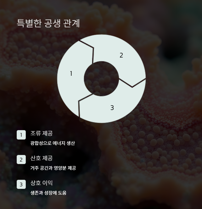 광합성과 산호의 특별한 관계