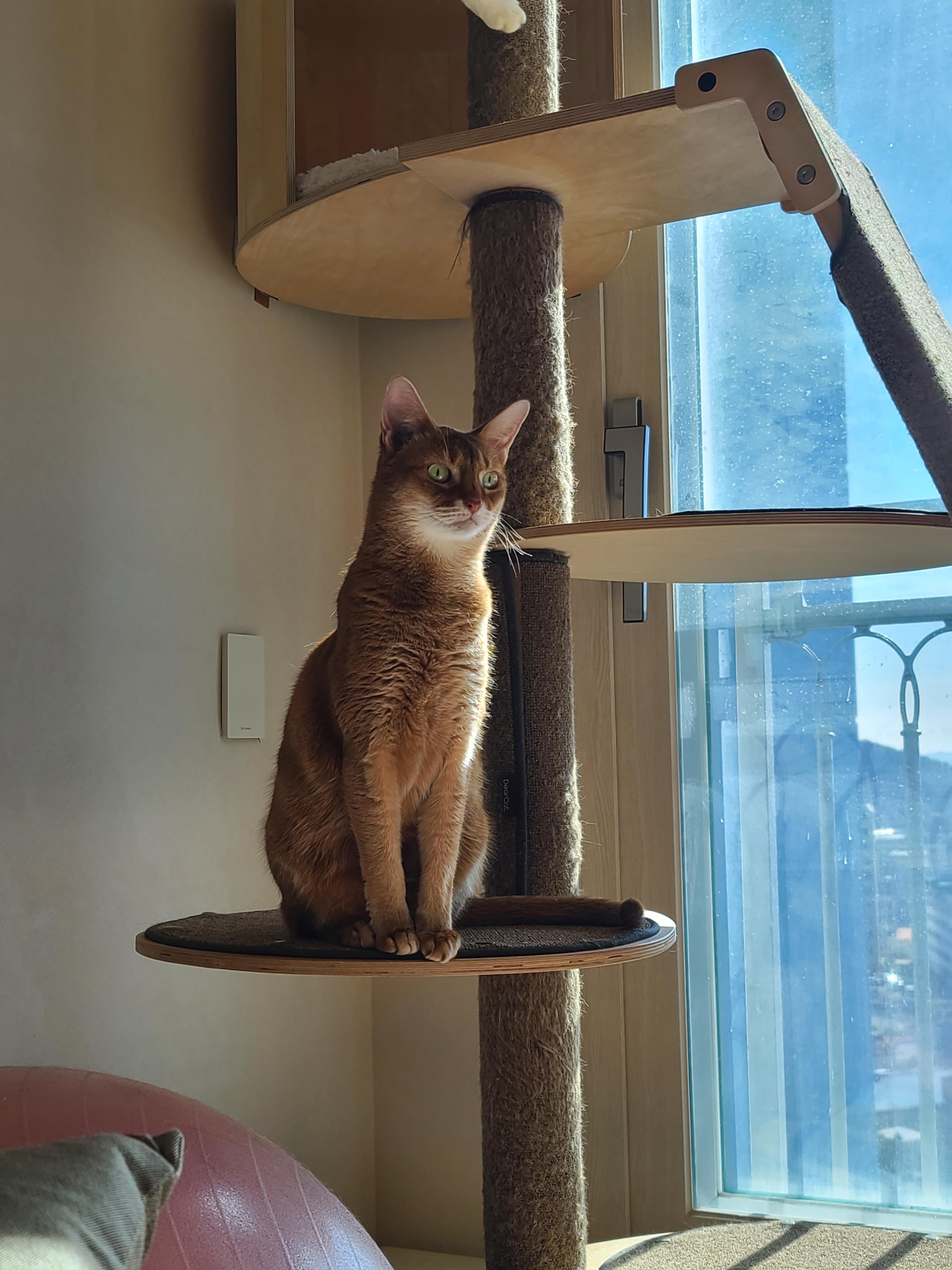 으르렁거리며 집지키는 고양이 루나 (feat.따라쟁이 건)