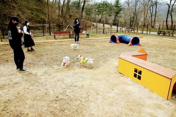 서울·인천·부천 반려동물 놀이터 추천 & 이용 꿀팁