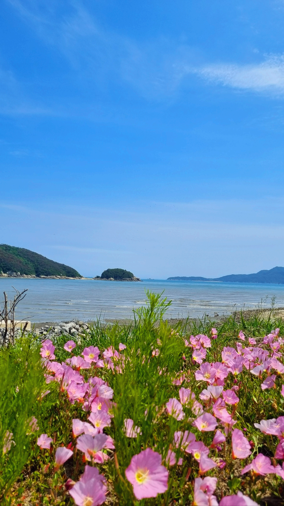 벗개방조제_옆에_핀_낮달맞이꽃