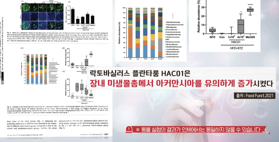 혈당유산균 효능
