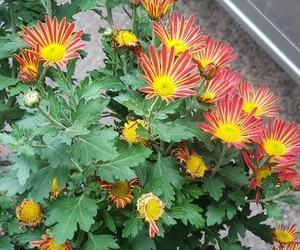 겨울꽃 동국 국화