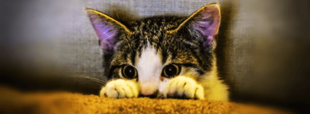 새끼-고양이-사진