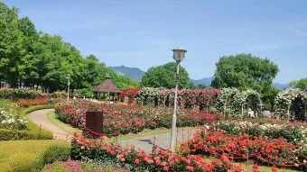 오늘이 아니라면 최적의 개화 시기는 언제인지 곡성세계장미축제에서 확인하세요_15