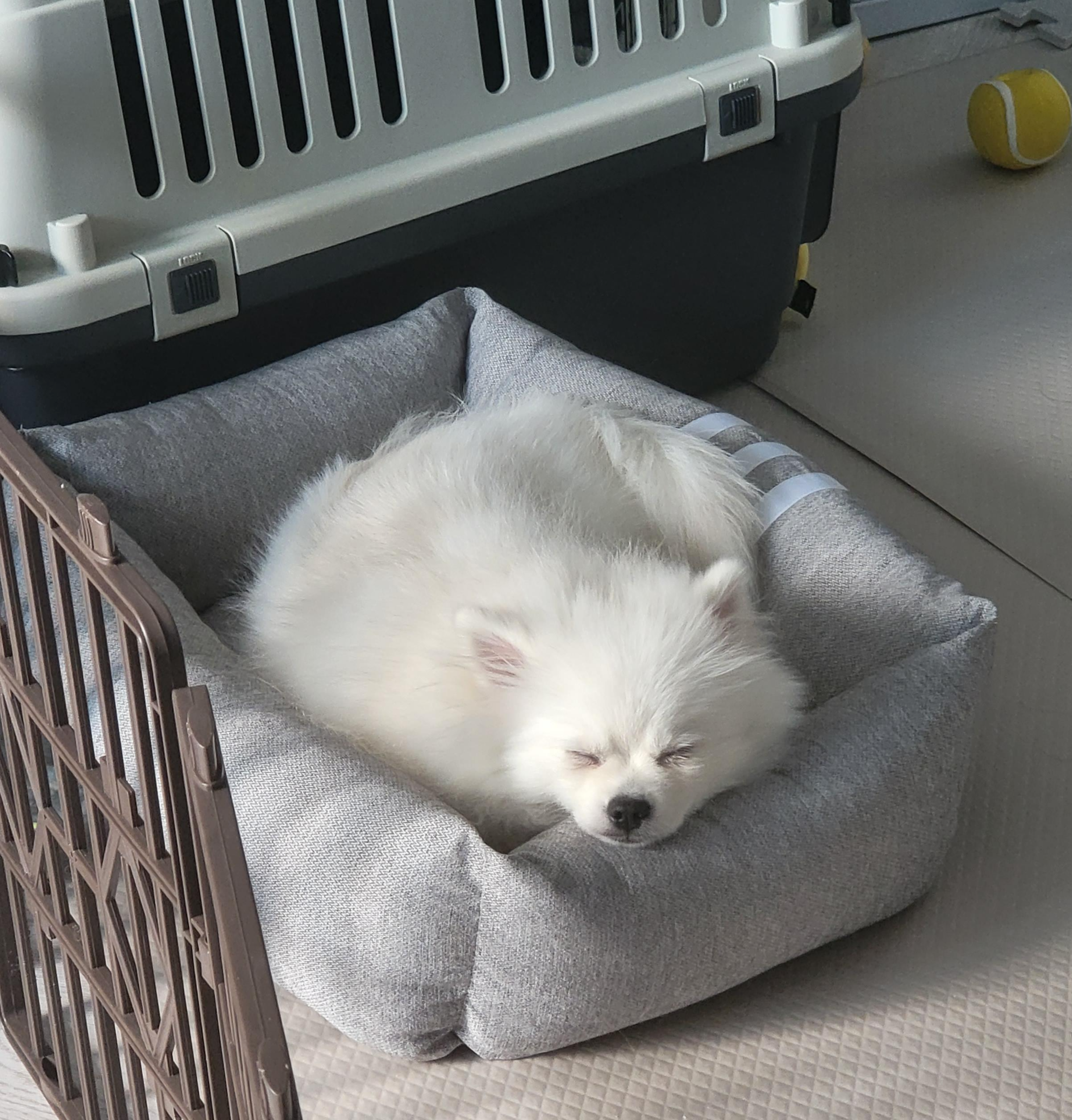 잠을 자는 하콩